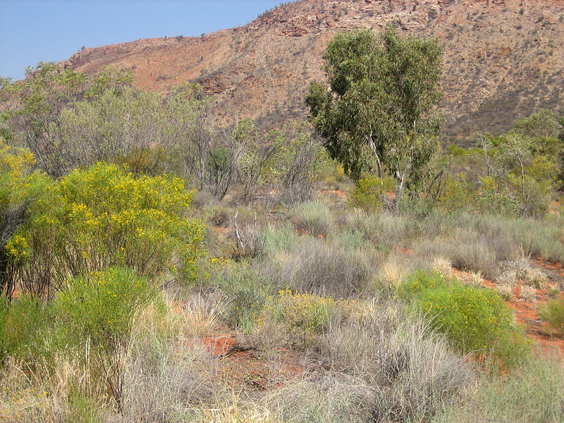 Desert grass
                      and bush near Uluru