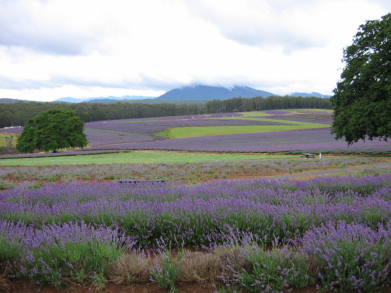 Bridestowe lavender fields