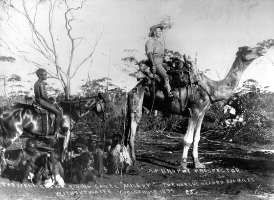 camel 1895