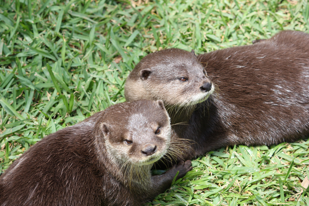 Otters at Mogo Zoo