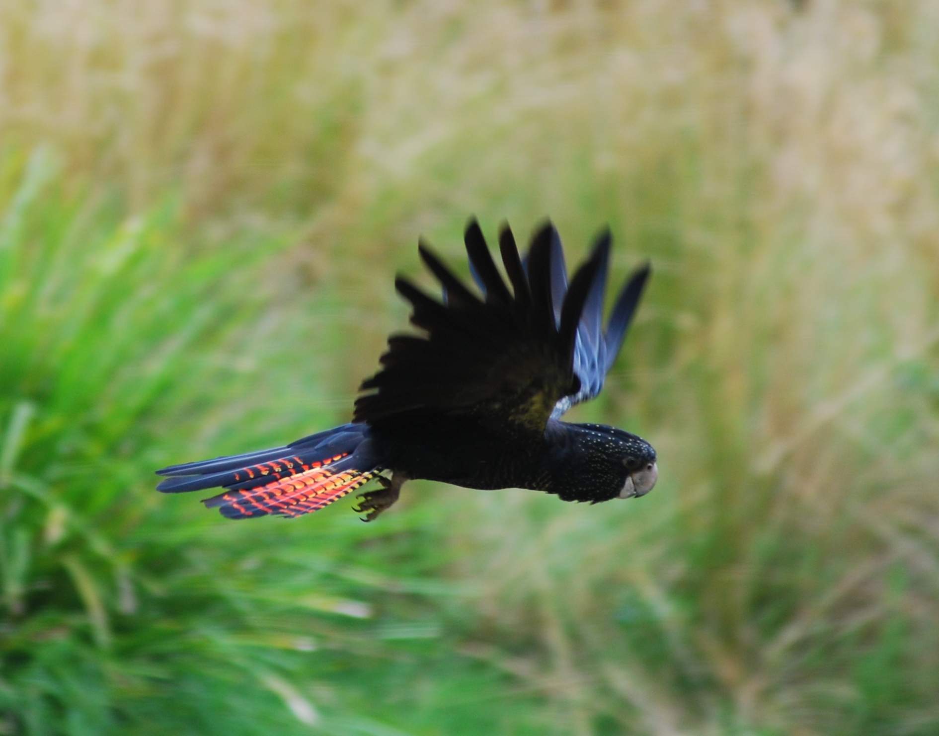 Red-tailed Black
                    Cockatoo