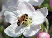 honey bee