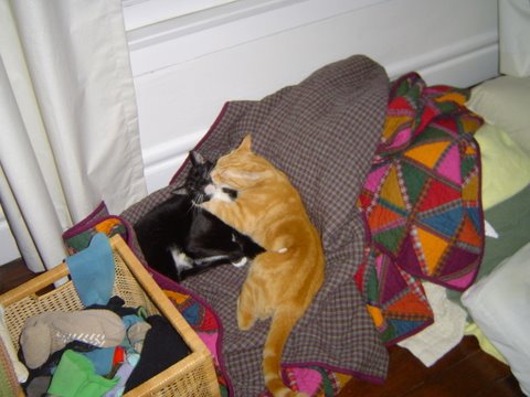 cats.jpg