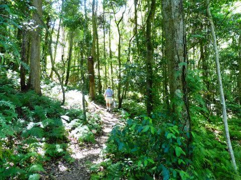 Bopx Cutters Rainforest Walk